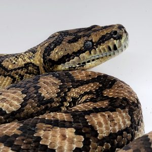 Morelia spilota mcdowelli