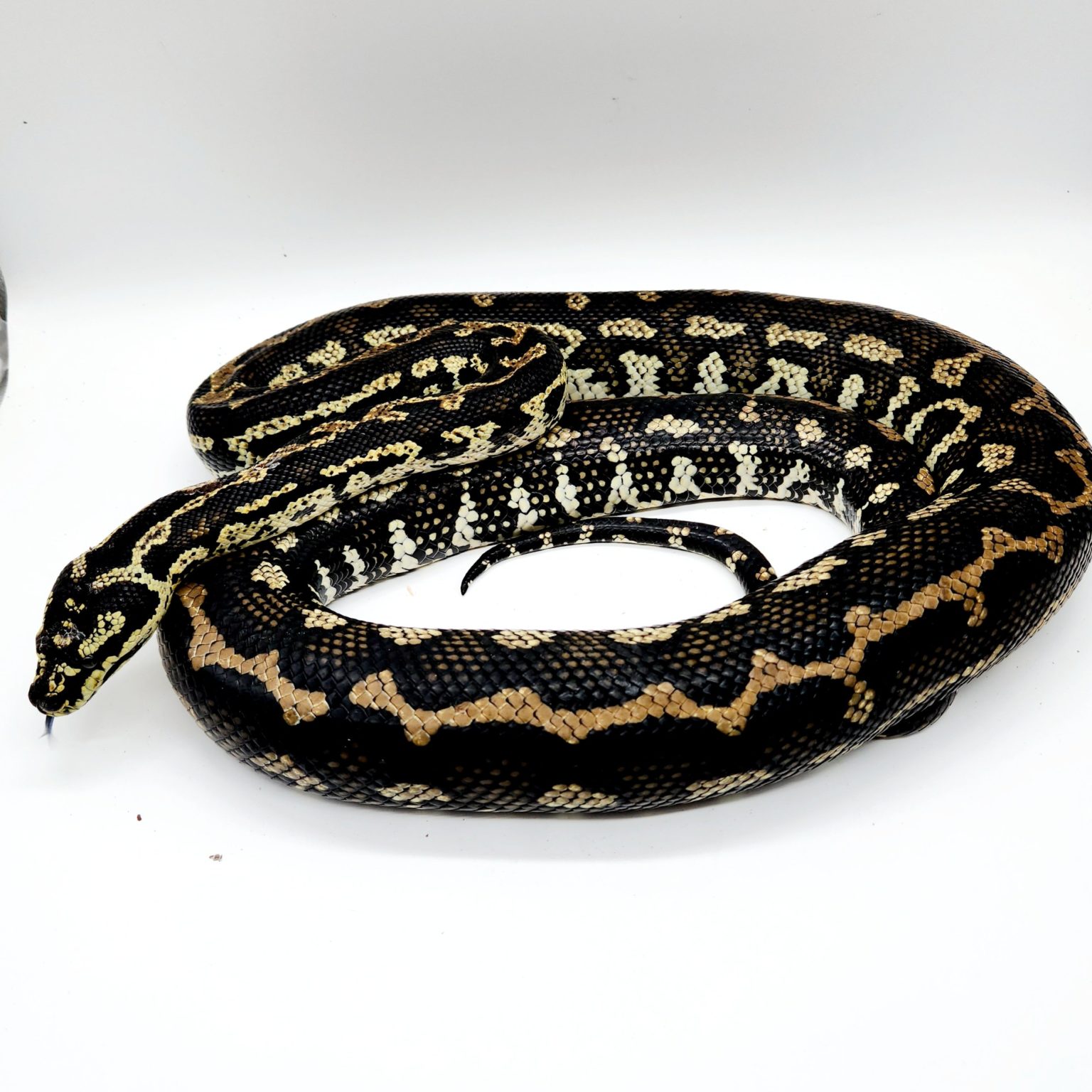 Morelia spilota cheynei python tapis de la jungle femelle adulte ...