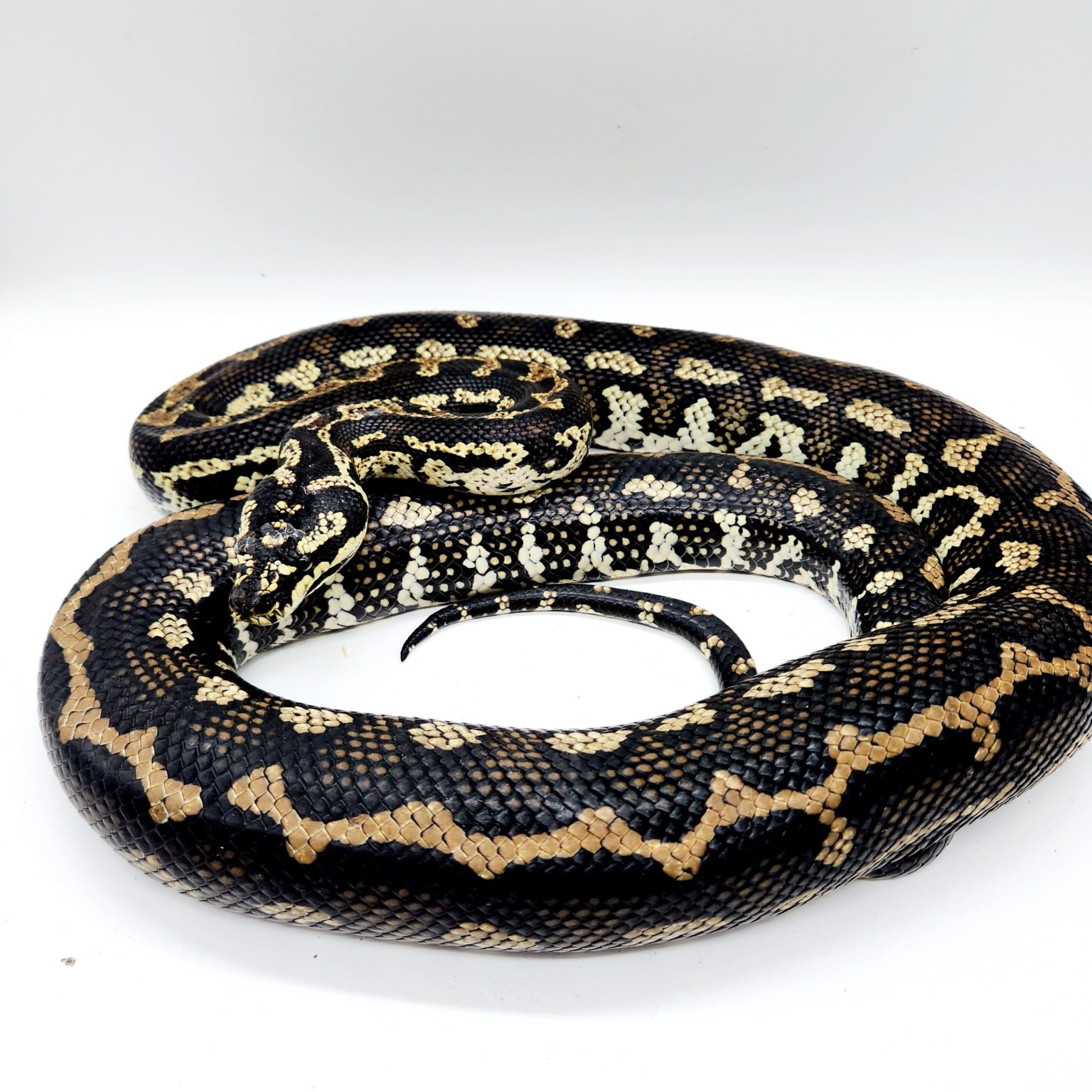 Morelia spilota cheynei python tapis de la jungle femelle adulte ...