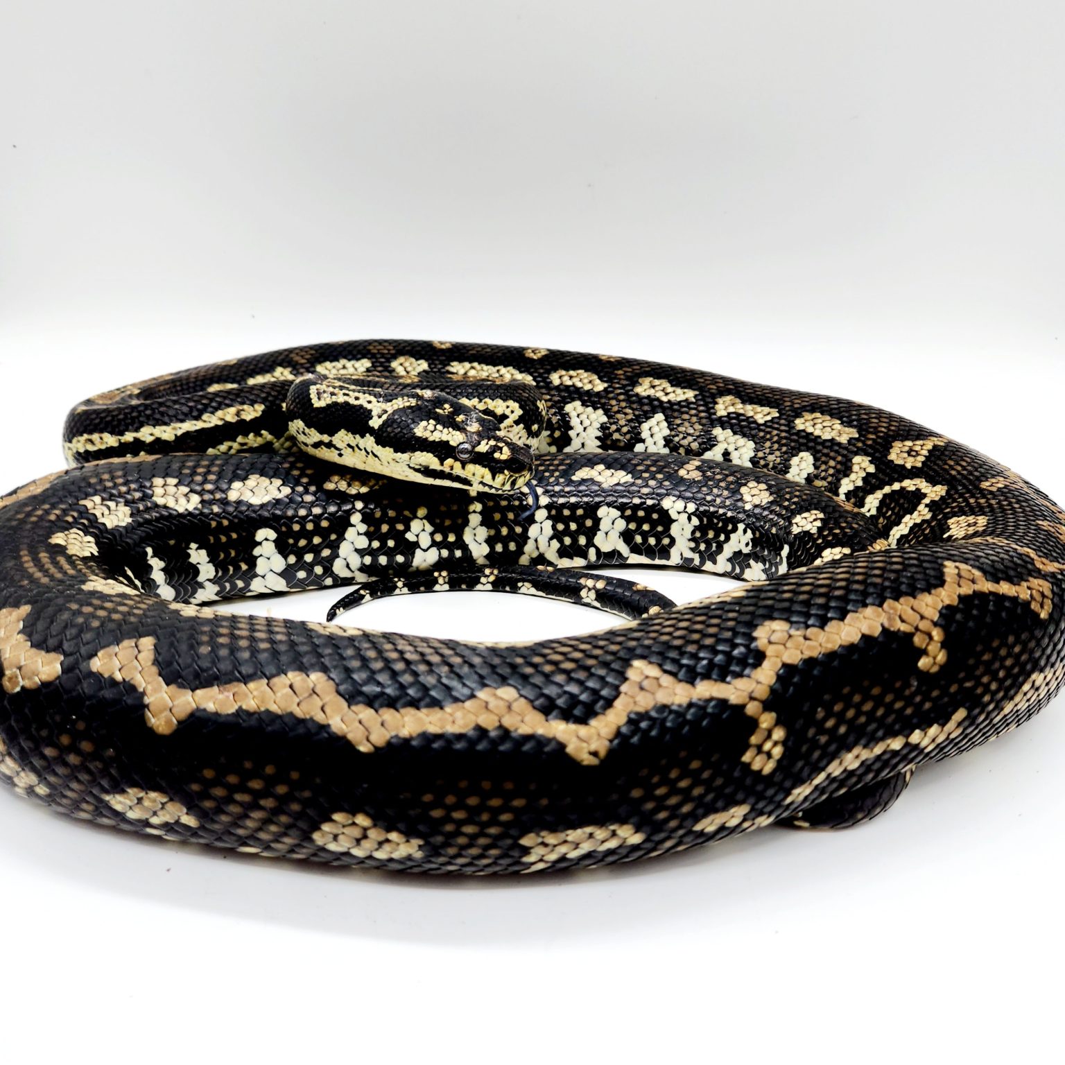 Morelia spilota cheynei python tapis de la jungle femelle adulte ...