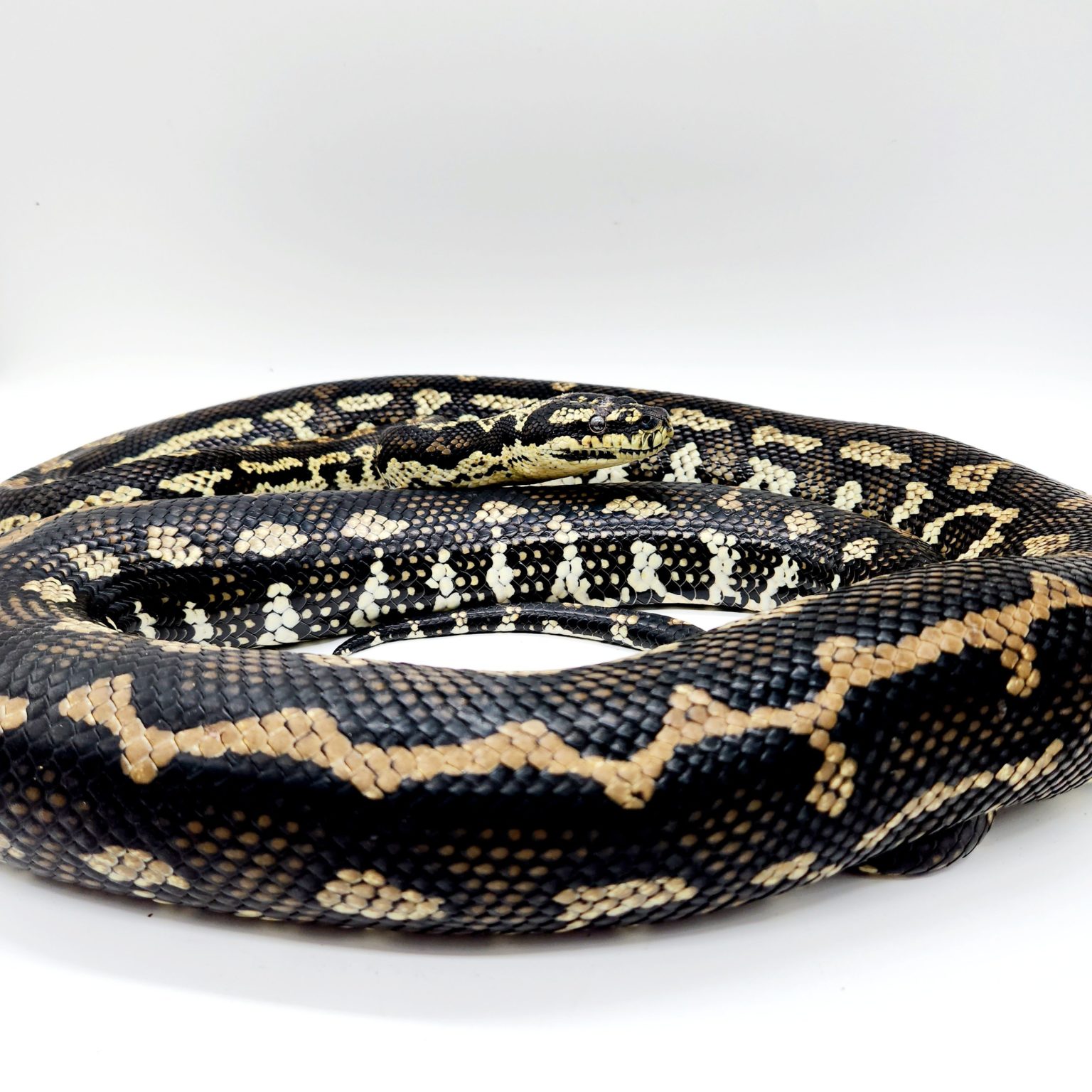 Morelia spilota cheynei python tapis de la jungle femelle adulte ...