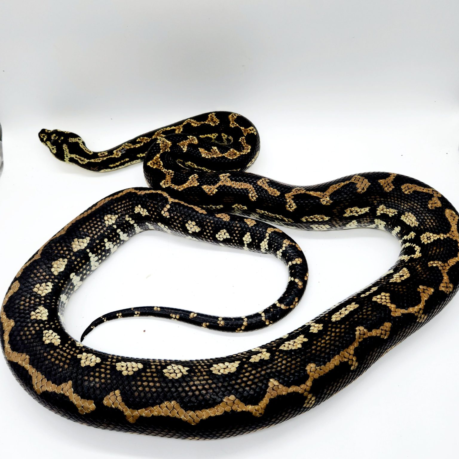 Morelia spilota cheynei python tapis de la jungle femelle adulte ...