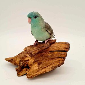 perruche Catherine  élevé main - bleu