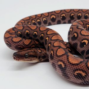 Boa arc en ciel
epicrates cenchria
femelle 
-2023