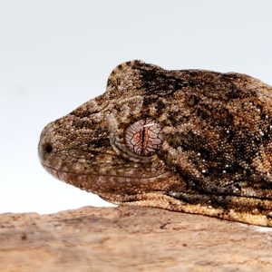 Mniarogekko chahoua (rhacodactylus chahoua) male -juv
