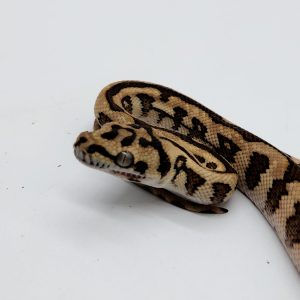 Morelia spilota ssp
Diamond jungle jaguar
het granite -
femelle