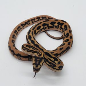 Morelia spilota ssp
Diamond jaguar
genetique stripe
femelle -