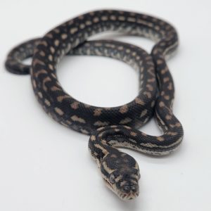Morelia spilota ssp
66%het genetic stripe
male -