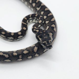 Morelia spilota ssp
diamond jungle 100%het granite
male