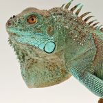Iguane vert
iguana iguana
blue axanthic
juvénile -femelle