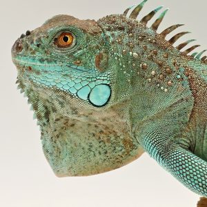Iguane vert
iguana iguana
blue axanthic
juvénile -femelle