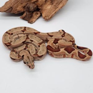 boa constrictor imperator
hypomelanistique
femelle