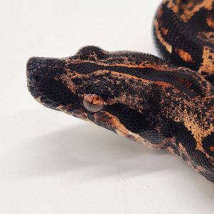 Boa constrictor imperator 
hypo IMG purple line
66% het albinos
male