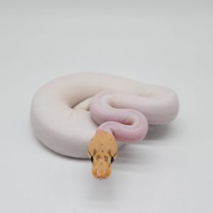 bbb banana piebald
femelle