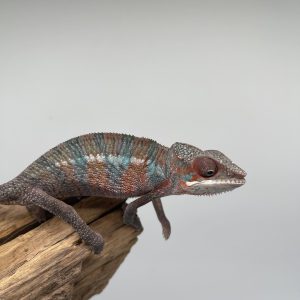 Caméléon panthère 
Furcifer pardalis ambilobe 
Mâle 1