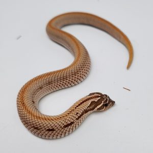 Heterodon nasicus
superconda 66%het snow
femelle