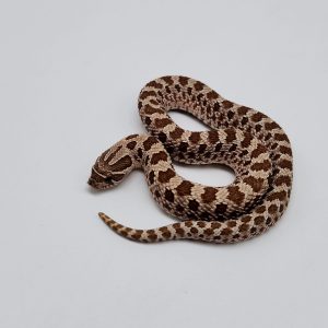 Heterodon nasicus
classique 66%het snow
femelle