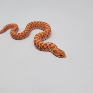 Heterodon nasicus
albinos 66%het snow
femelle