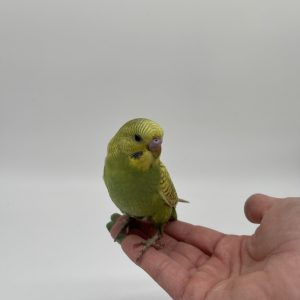 perruche ondulé élevé
Melopsittacus undulatus
main