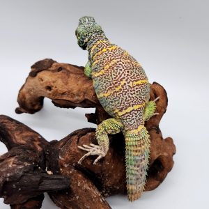Uromastyx ornata ornata ( Fouette-queue) - couple