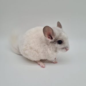 chinchilla male
blanc
Chinchilla lanigera - Copier