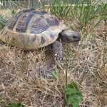 Testudo hermani femelle 433