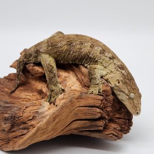 rhacodactylus leachianus
localité Nuu Ami 1
male 2023