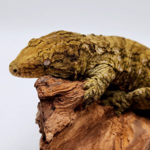 rhacodactylus leachianus
localité Nuu Ami 2
male 2023