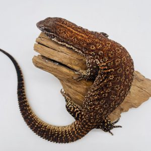 varan acanthurus red ackies
varan à queue épineuse
couple