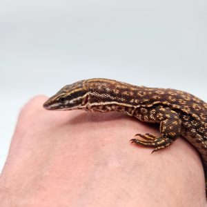 varan acanthurus red ackies
varan à queue épineuse
juvéniles 01