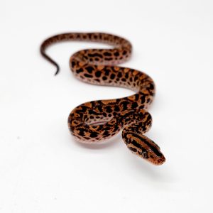 Boa arc en ciel
epicrates 
male 01
-2024