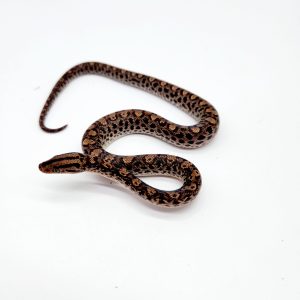 Boa arc en ciel
epicrates 
femelle 01
-2024 -