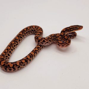 Boa arc en ciel
epicrates 
femelle 02
-2024 -