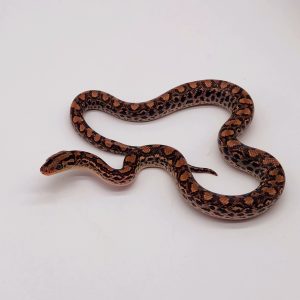 Boa arc en ciel
epicrates 
male 02
-2024 -