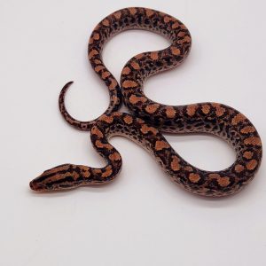 1000095415-scaled.jpg