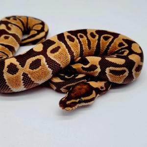 python regius
femelle
monarch