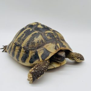 Testudo hermani femelle 6006