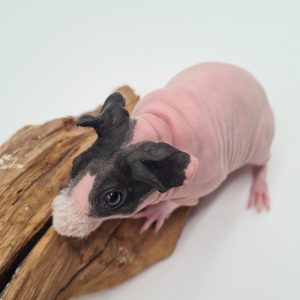 Cochon d'inde sans poils 
(cobaye skinny)
femelle