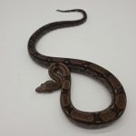 Boa constrictor imperator