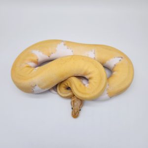 python royal
piebald banana pastel
femelle