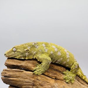 rhacodactylus leachianus
localité bayonnaise
femelle 2021