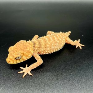 Nephrurus Amyae
male 2022