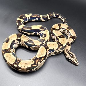 Boa constrictor longicauda 
male 2023