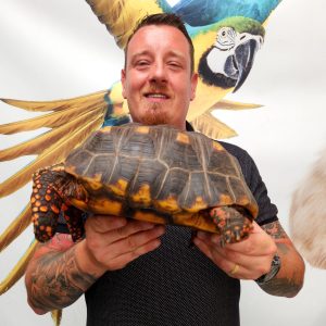 Chelonoidis carbonarius
tortue charbonnières
femelle 4kg