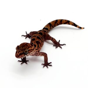 geckoella nebulosa
Geckoella (Cyrtodactylus)