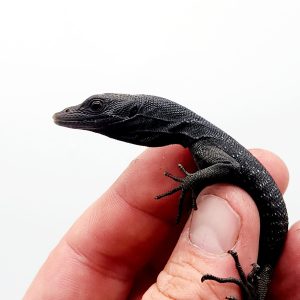 varanus beccarii
varan noir arboricole