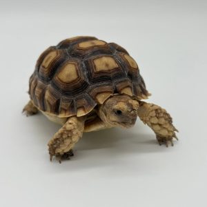 Centrochelys sulcata
Tortue sillonnée
12 cm