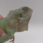 Iguane vert mutation
axanthic/blue