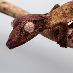 Uroplatus Henkeli
male
nc 2022