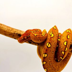 morelia viridis
biak red
male